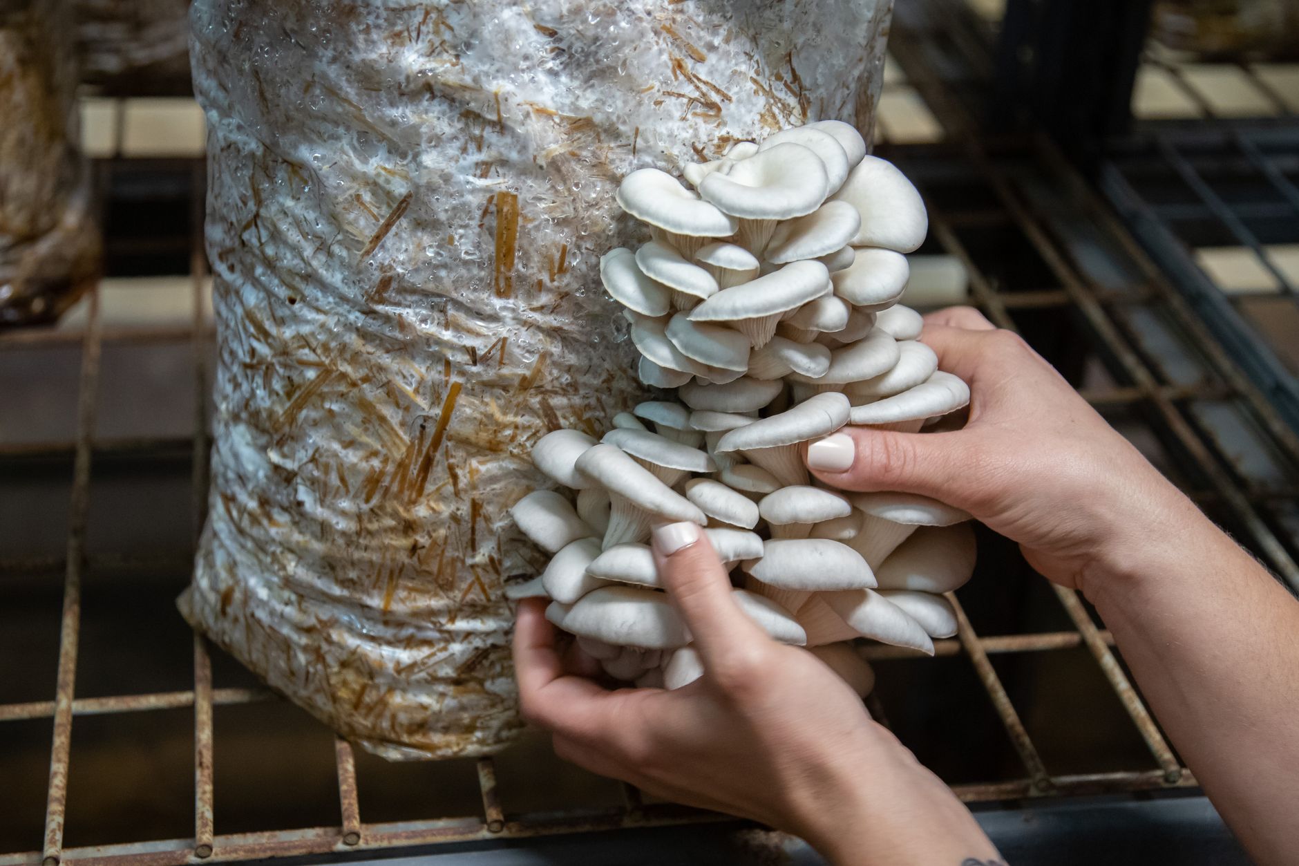 Oyster mushrooms fruiting directly from a colonized substrate block